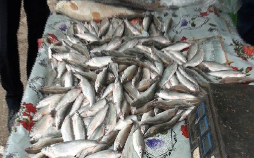 В Товузе пять членов одной семьи отравились рыбой