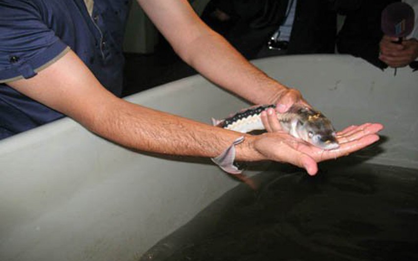 Ecology Ministry: 5 mln 6 ths of young sturgeon been released in the Caspian Sea this year