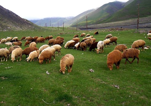 В Азербайджане разрабатывается стратегия по развитию овцеводства