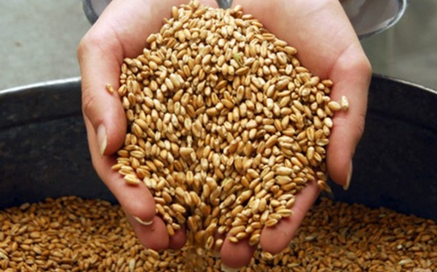 Азербайджан купит у Казахстана более миллиона тонн зерна