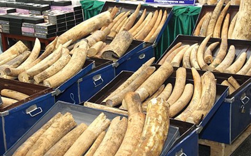 Правительство Китая полностью запретит продажу слоновой кости к концу 2017 года