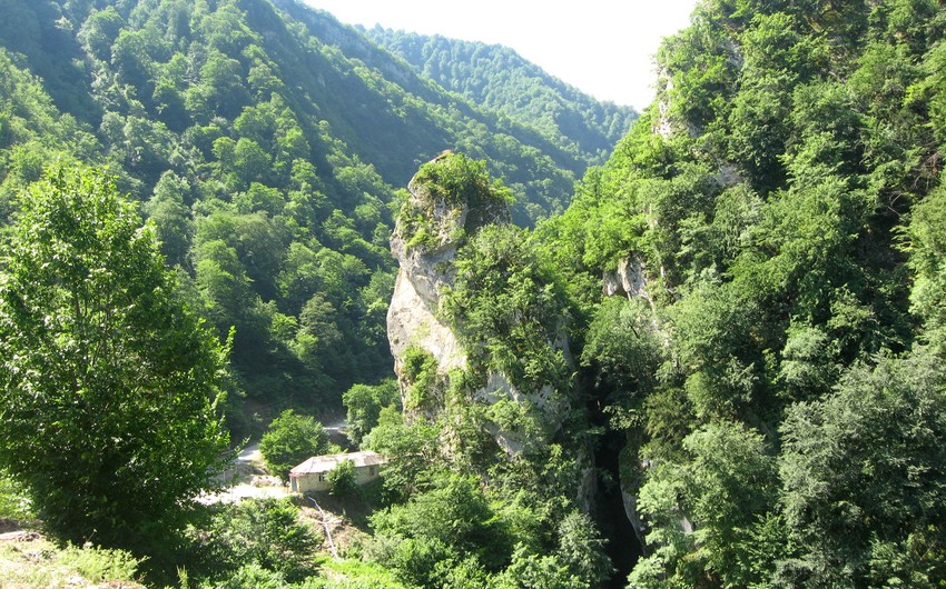 Стартовала международная кампания Защитим леса Карабаха!