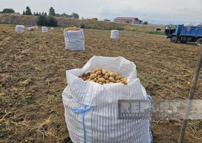 В Шамкире почти на 70 % завершена уборка картофеля