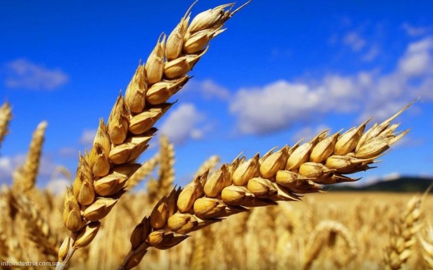 Алтайский край планирует к осени начать поставки зерна в Азербайджан
