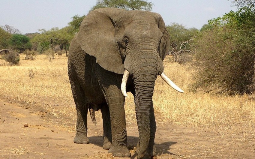 В ЮАР слон с огромными бивнями напал на туристов во время сафари - ВИДЕО