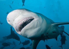 Shark attacks 10-year-old boy in New Caledonia