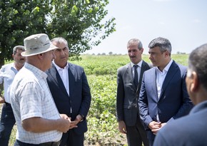 Министр сельского хозяйства встретился с фермерами-хлопкоробами в Сальяне