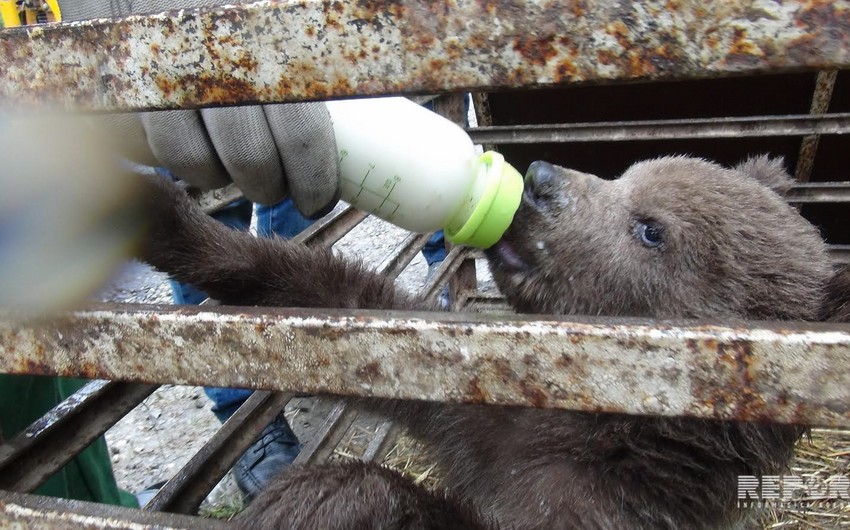 A bear cub found in Guba - PHOTO - VIDEO REPORT