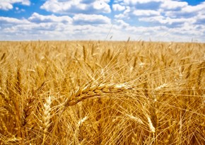 FT: Кремль хочет исключить Украину из мирового рынка зерна