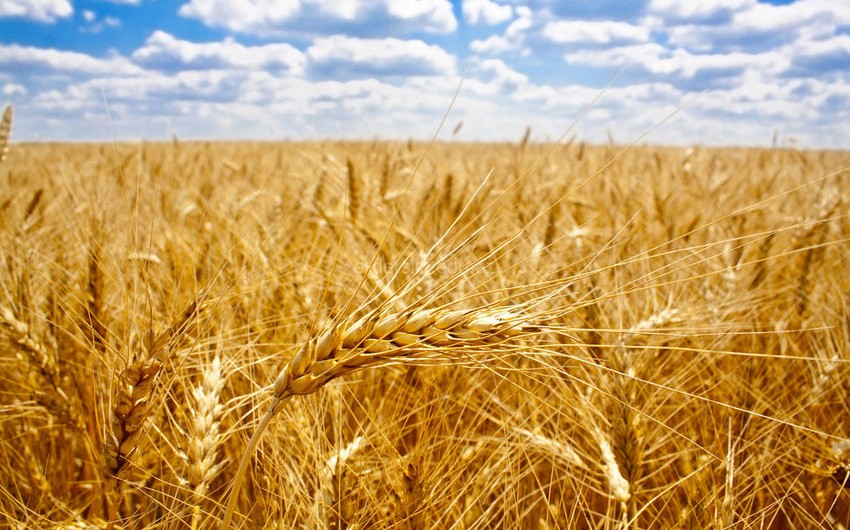 FT: Кремль хочет исключить Украину из мирового рынка зерна