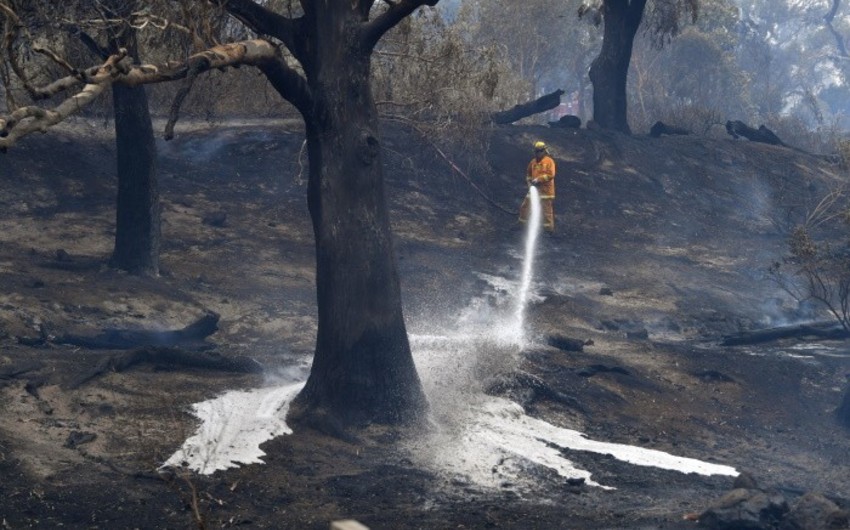 Число погибших на пожарах в Австралии достигло 17