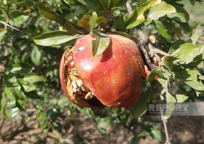 “Taclı meyvə”nin erkən qürubu - Muğan zonasında yetişdirilən nar niyə dərilmədən çürüyür? - ARAŞDIRMA