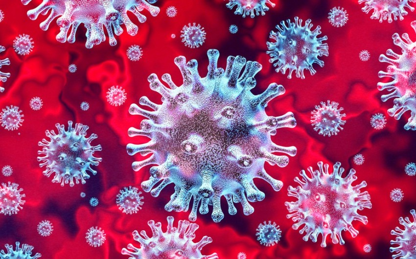 Ученые обнаружили коронавирус у животных