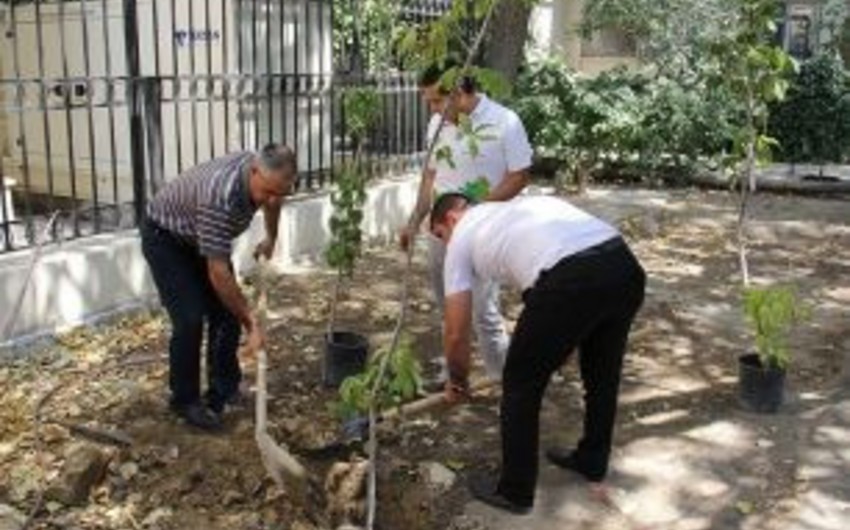 По инициативе Фонда Гейдара Алиева и общественной организации IDEA проведена акция по посадке деревьев