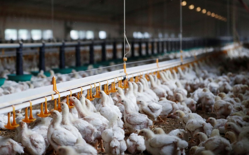 Azerbaijan restricts poultry imports from 2 countries