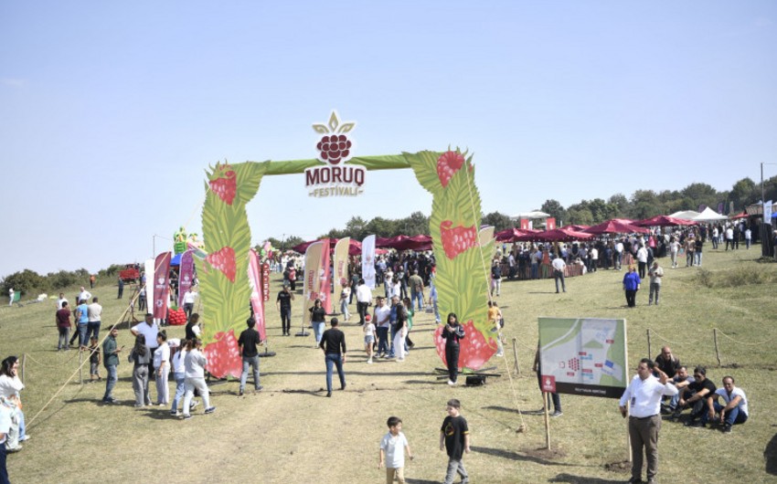 Azərbaycanda ilk dəfə “Moruq Festivalı” keçirilir