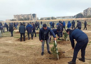 Сотрудники Азерэнержи присоединились к акции по посадке деревьев