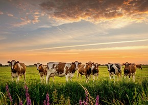 Азербайджан возобновил импорт крупного рогатого скота из США