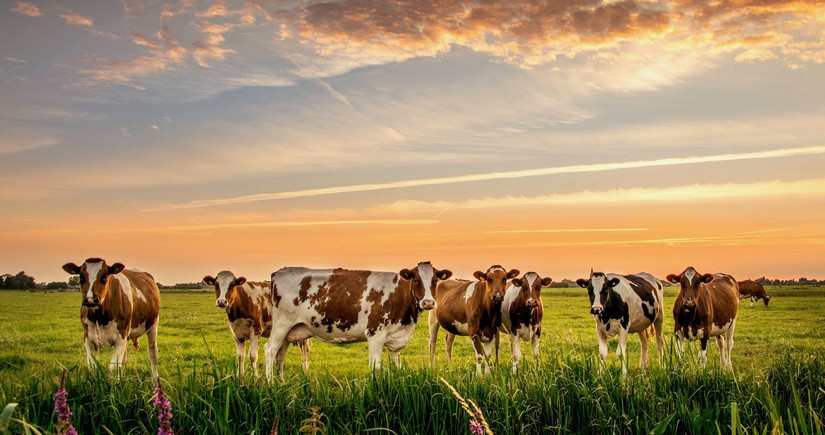 Азербайджан возобновил импорт крупного рогатого скота из США