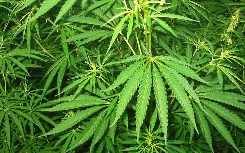 В одном из штатов США легализировали марихуану