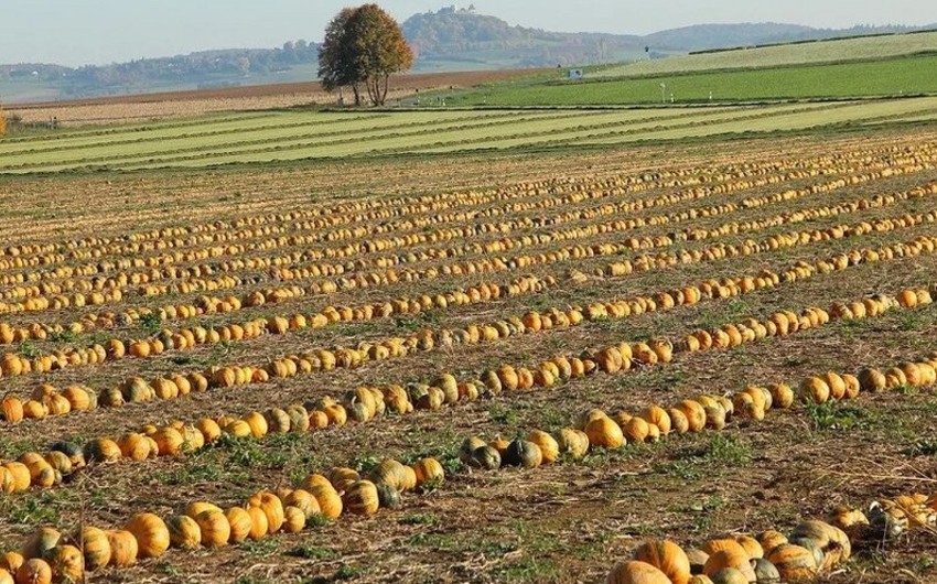 Italian agricultural sector loses EUR 1 billion due to heatwave 