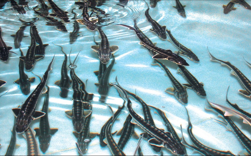 Численность осетровых видов рыб в Каспийском море может увеличиться через 5-7 лет