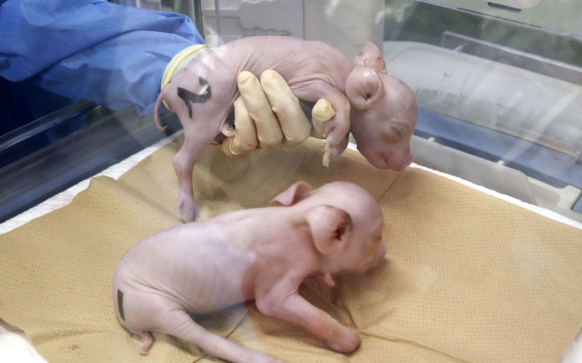 В Японии проведут операцию по пересадке клеток поджелудочной от свиньи человеку