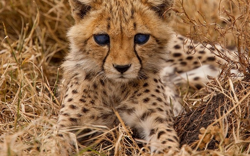 One of last remaining Asiatic cheetahs dies in Iran