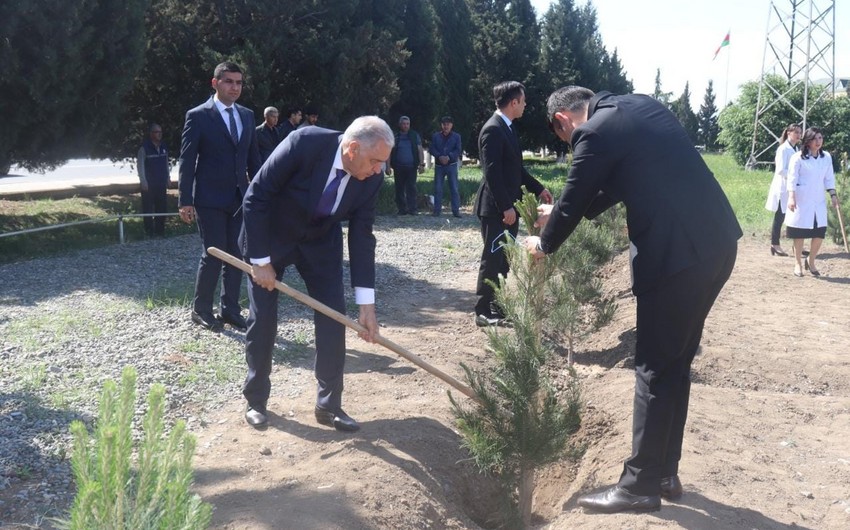 Samuxda akademik Zərifə Əliyevanın 100 illiyinə həsr olunmuş ağacəkmə aksiyası keçirilib