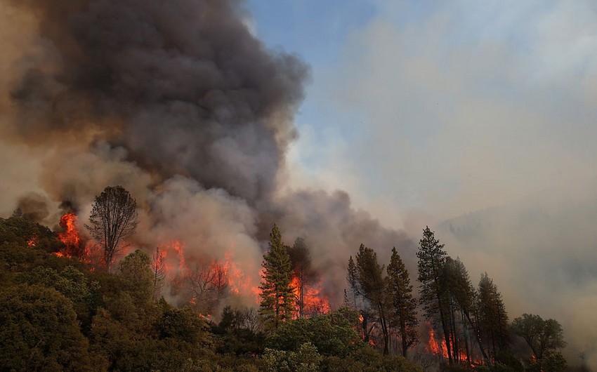 Пожар, вспыхнувший на территории Предприятия Охраны и Восстановления Лесов в Лерике, был потушен