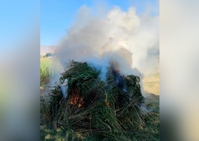 В Нахчыване уничтожено более трех тонн кустов конопли