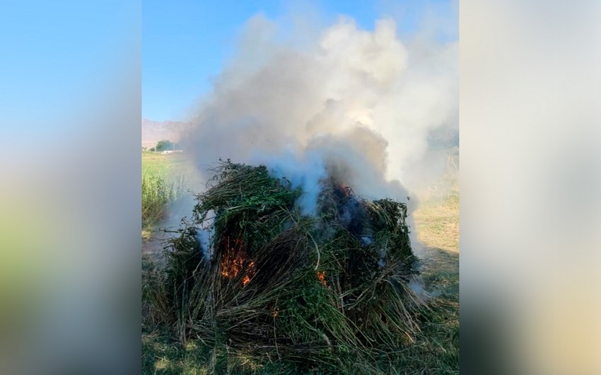 В Нахчыване уничтожено более трех тонн кустов конопли