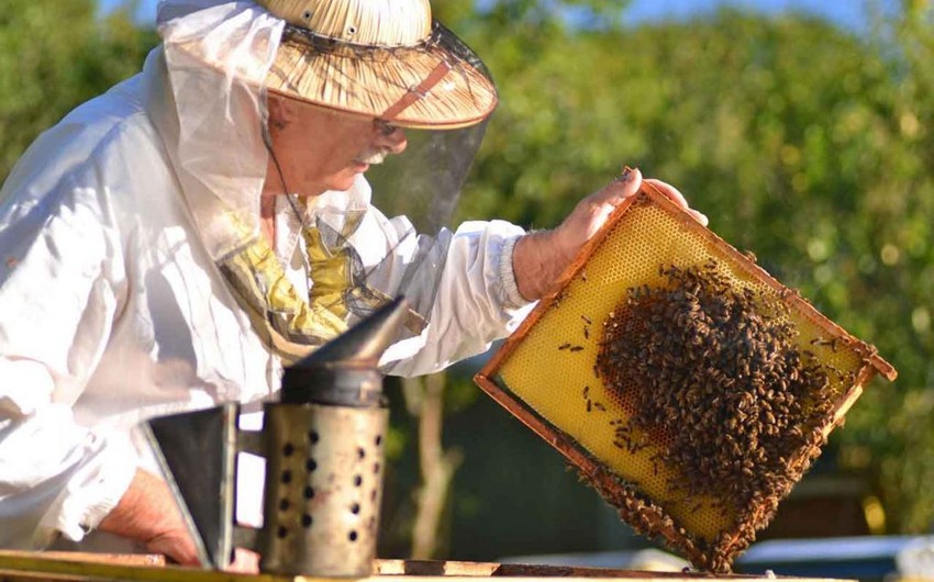 Пчеловоды Азербайджана получат субсидии от государства к концу этого года