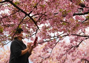 Japan’s first cherry blossoms bloom in Hiroshima