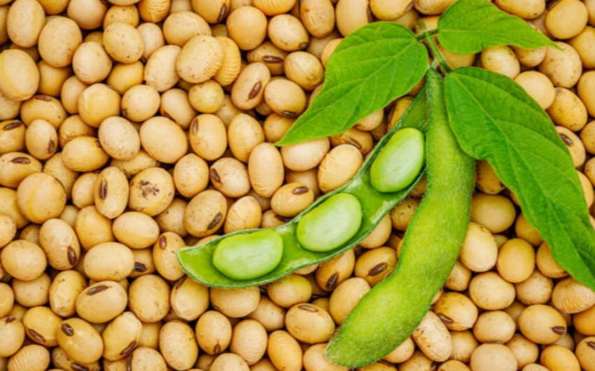 Azerbaijan starts soybeans import from Belgium