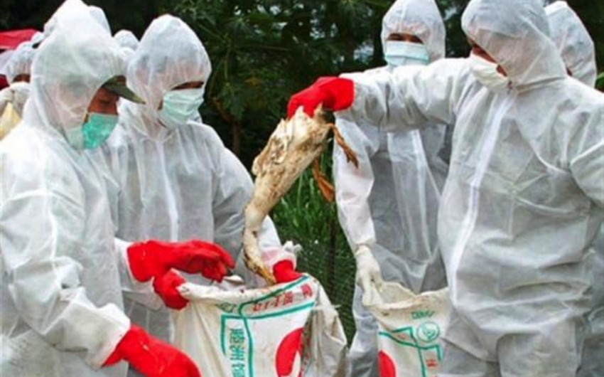 В Японии зафиксирован птичий грипп H5N6