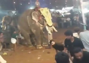 Elephant goes on rampage at Indian festival, leaving 17 injured