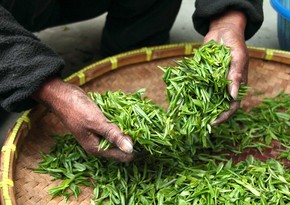 Azerbaijan’s tea import exceeds export by sevenfold