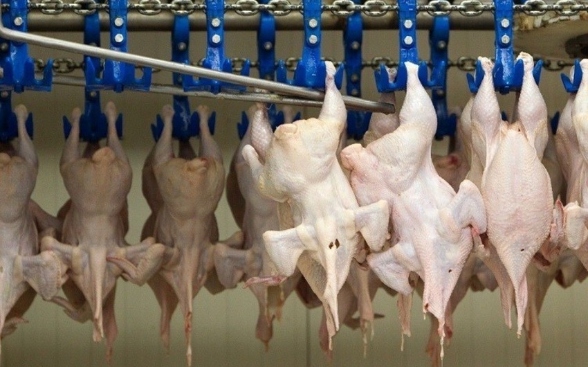 Айдын Велиев: Высокая себестоимость отечественного мяса птицы препятствует экспорту