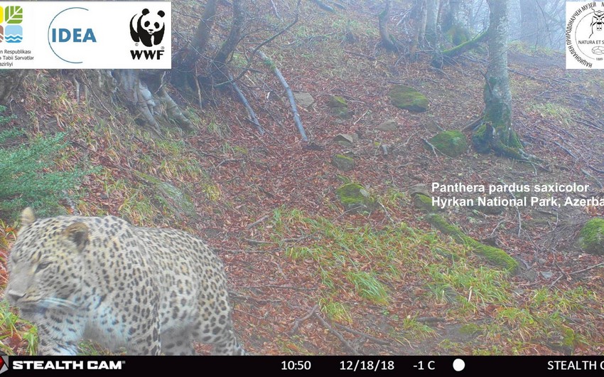 В национальном парке Азербайджана обнаружен еще один леопард