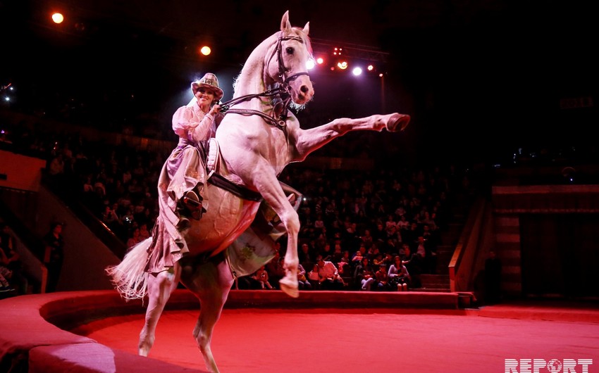Московский цирк в Баку - требовательные малыши, грандиозное шоу - РЕПОРТАЖ