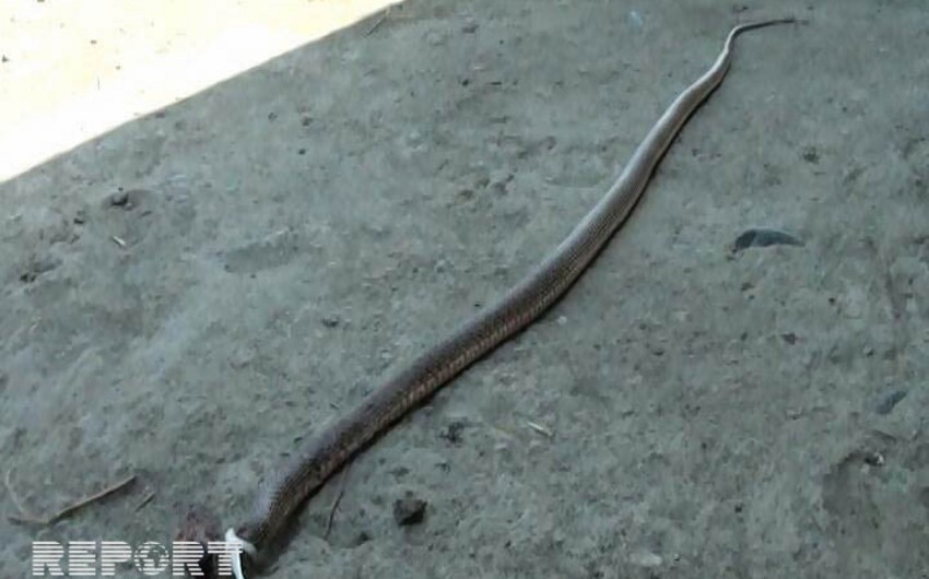 В Геранбое змеи заползли в частный дом - ФОТО