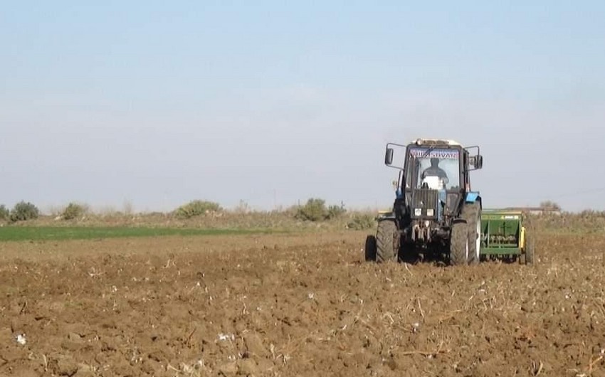 Yevlaxda payızlıq taxıl şum işlərinə başlanılıb