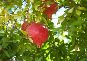 Head of Association: Pomegranate growing areas are planned to increase by 4,000 hectares in next five years’