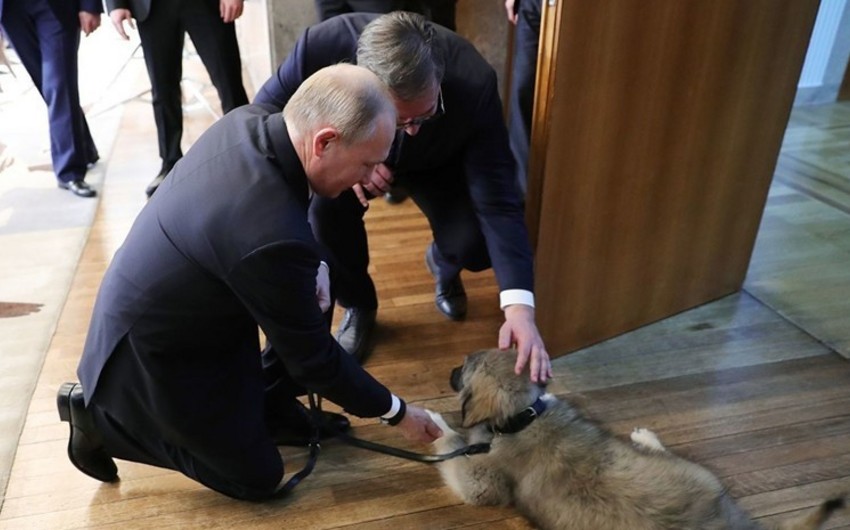 Президент Сербии подарил Путину щенка шарпланинской овчарки - ВИДЕО