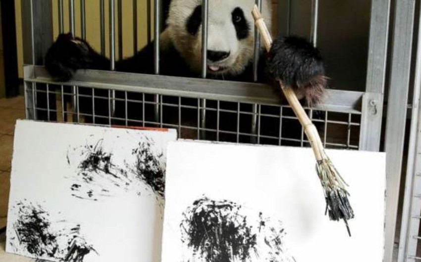 Avstriya zooparkında panda rəsm çəkməyi öyrənib
