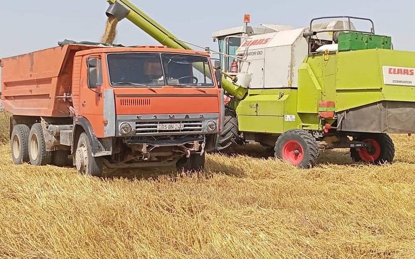 В Джалилабадском районе за сезон собрали почти 210 тыс. тонн зерновых