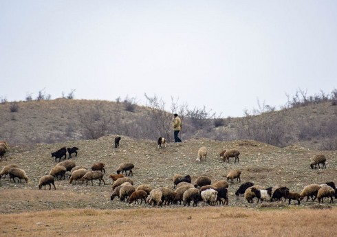 Граждане Грузии, нарушившие границу Азербайджана с целью кражи, нанесли ножевые ранения пастуху