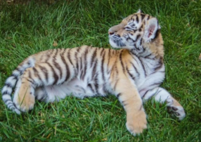 Tiger cub born in Baku Zoo