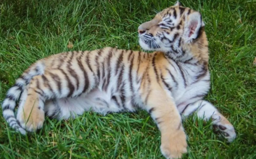 Tiger cub born in Baku Zoo